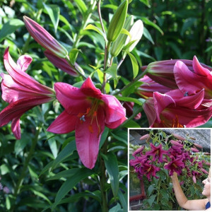  Лилия Пурпл Принц